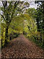 Autumn on the Derwent Walk path