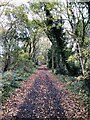 Derwent Walk between Hamsterley & Ebchester