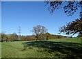 View of Tower Wood in late autumn