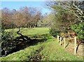 Line of the field path alongside the wood