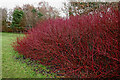 Red stemmed dogwood in Penn, Wolverhampton