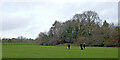 Woodland in Windsor Avenue Playing Fields, Wolverhampton