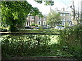 Green growth on the River Foss