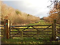 Keresley Jubilee Wood viewed from Watery Lane