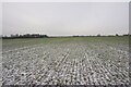 Frozen farmland near Drayton Bassett