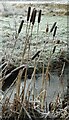 Frosted reedmace