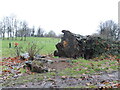 Fallen tree in Windmill Hill