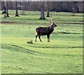 SP9532 : Woburn Park - Red Deer stag by Rob Farrow