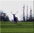 SP9532 : Woburn Park - Backlit Red Deer by Rob Farrow