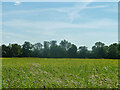 Field south of A1060 Chelmsford Road