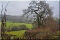 Combe Raleigh : Countryside Scenery