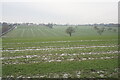 Field on Withy Hill