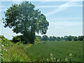 Hedgerow tree near Row Wood