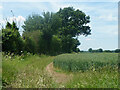 Hedgerow and field north of Grange Farm