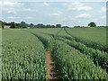 Tractor tracks in the wheat