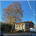 Birches at Rohan Gardens, Warwick