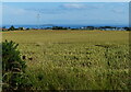 Farmland on the East Neuk of Fife