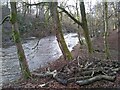 Dead wood beside the river