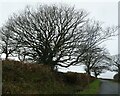 Bare trees and footpath sign on Bloomer Down