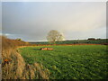 Grass field and rainbow