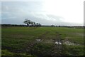 Fields south of Wheldrake Lane