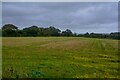 Gwinear-Gwithean : Crop Field