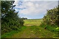 St Keverne : Grassy Field & Gate