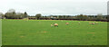 Sheep near Cradle House Farm