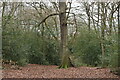 Tree in the path, Bostall Heath