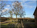 Trees by Cleeton Lane