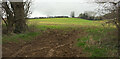 Field near Cradle Barn