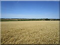 SK9808 : Barley field near Tinwell by Jonathan Thacker