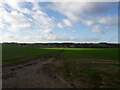 Footpath through a field near Thaxted