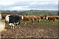 Hereford cattle on Nottingham Hill