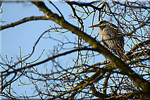 H4772 : Heron perched in a tree, Cranny by Kenneth  Allen