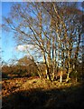 NS5575 : Birches in the sunshine by Richard Sutcliffe