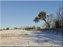 NT2341 : Pine tree, Jedderfield Plantation by Richard Webb