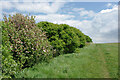 Apple blossom by footpath B48