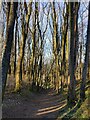 SP0126 : Path through the woodland by Mat Fascione