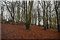 Blackley Forest Nature Reserve