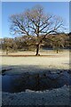 Tree reflected in a swollen ditch