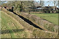 Lane between hedges at Bentworth