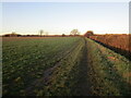 Footpath to Bradmore