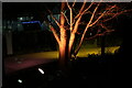 View of an illuminated tree in the Crossrail Place Roof Garden