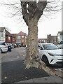 Tree on Hayes Crescent, Temple Fortune