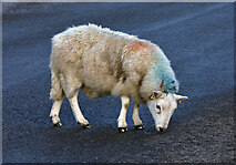 NT1814 : A sheep on the A708 by Walter Baxter