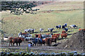 NT4233 : Cattle near the Glenkinnon Burn by Jim Barton