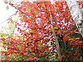 Chequer Tree Leaves