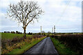 Tree along Ballynahatty Road