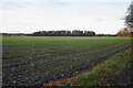 SK0900 : Emerging crop near Little Aston by Bill Boaden